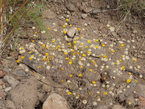 GDMBR: Roadside Flowers.